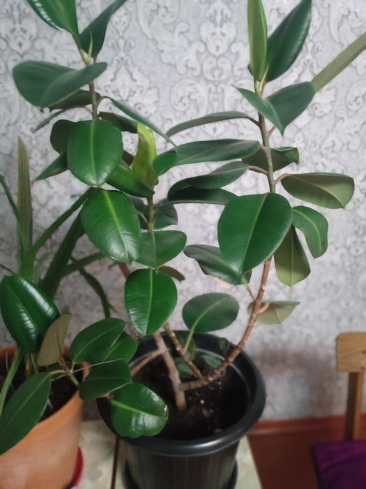 Комнатные цветы Фикус