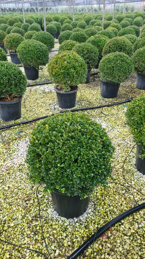 Buxus globular si cupressus sempervires