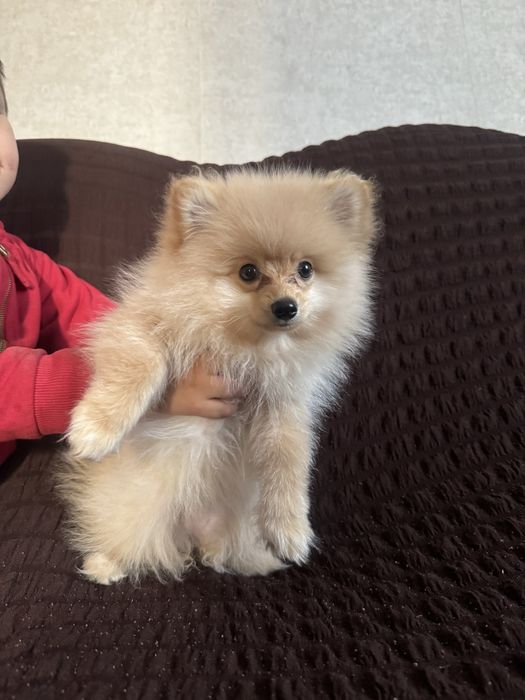 Немецкий шпиц 3м