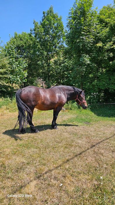 cal de vanzare, 4ani