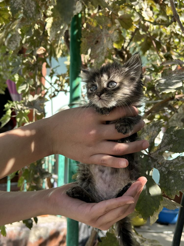 Котята ищут дом, в хорошие руки