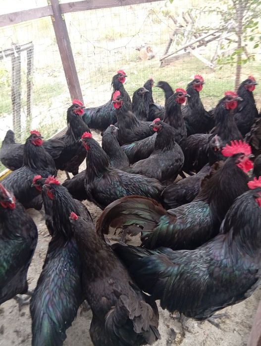 Vând 9 cocosi australorp
