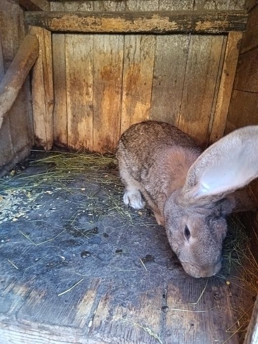Schimb iepuri masculi cu cu femele albe