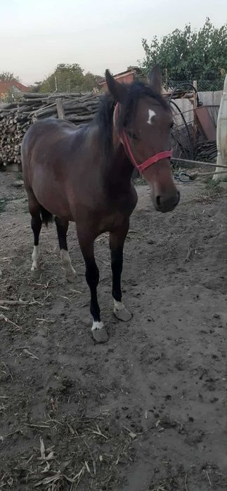 Vand Carlana cuminte