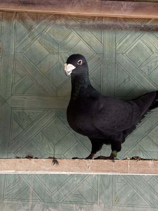 Продам немецких выстовочных голубей