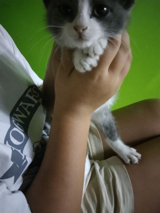 Продоётся котёно