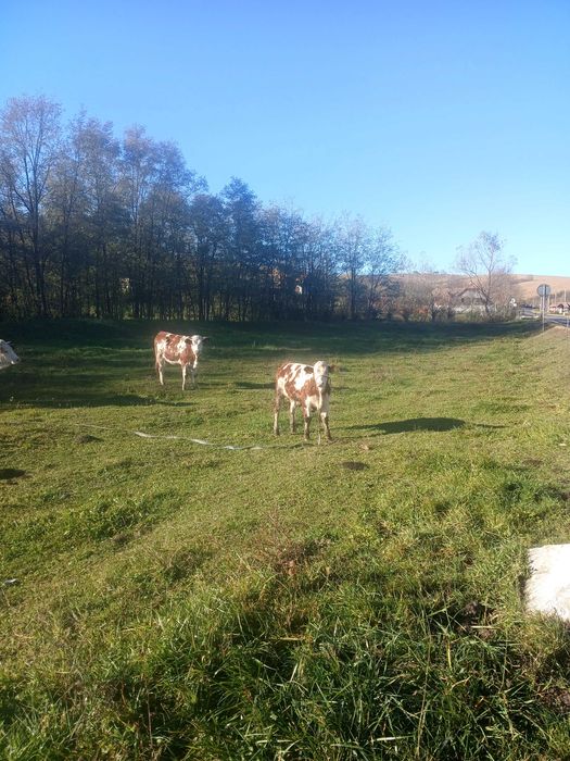 Juninca de vanzare din vaca buna de lapte