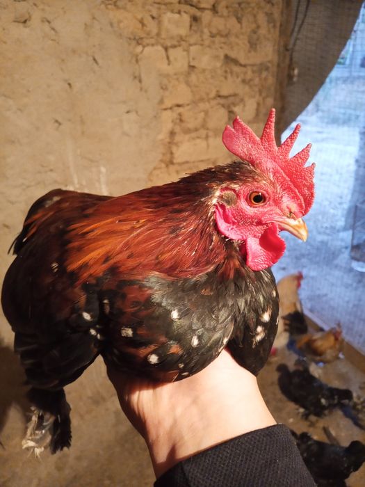 Японский петухи и кури есть кури пакаду в ватсапе