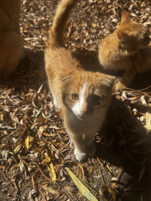 Отдат котят в хорошие руки