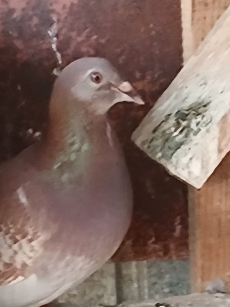 Porumbei Voiajori Maturi