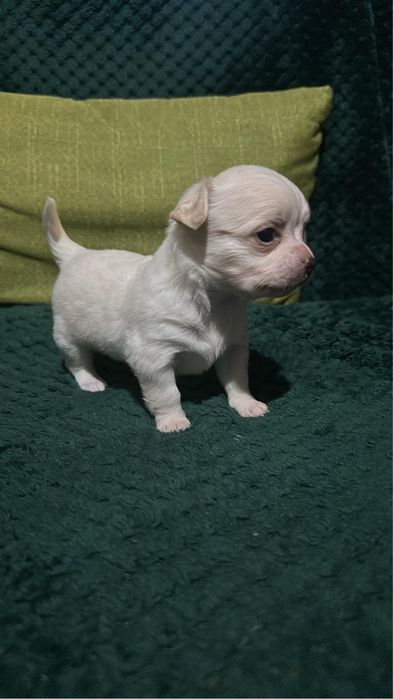 Chihuahua mini toy