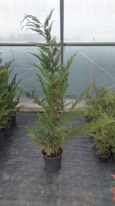 Leylandii / Laur Englezesc / Photinia R. Robin / Gold Rider / Gard viu
