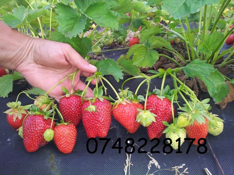 Promotie Butasi MUR THORNFREE si stoloni capsuni zmeur fara tepi