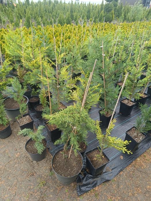 Tuia smarald , Leylandii, Globulari, Laur Englezesc