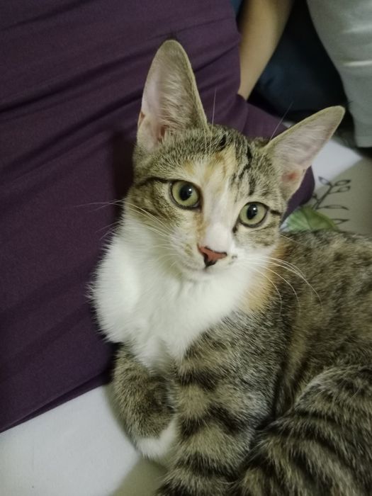 Кошечка хорошая, игривая к лотку приучена, домашняя