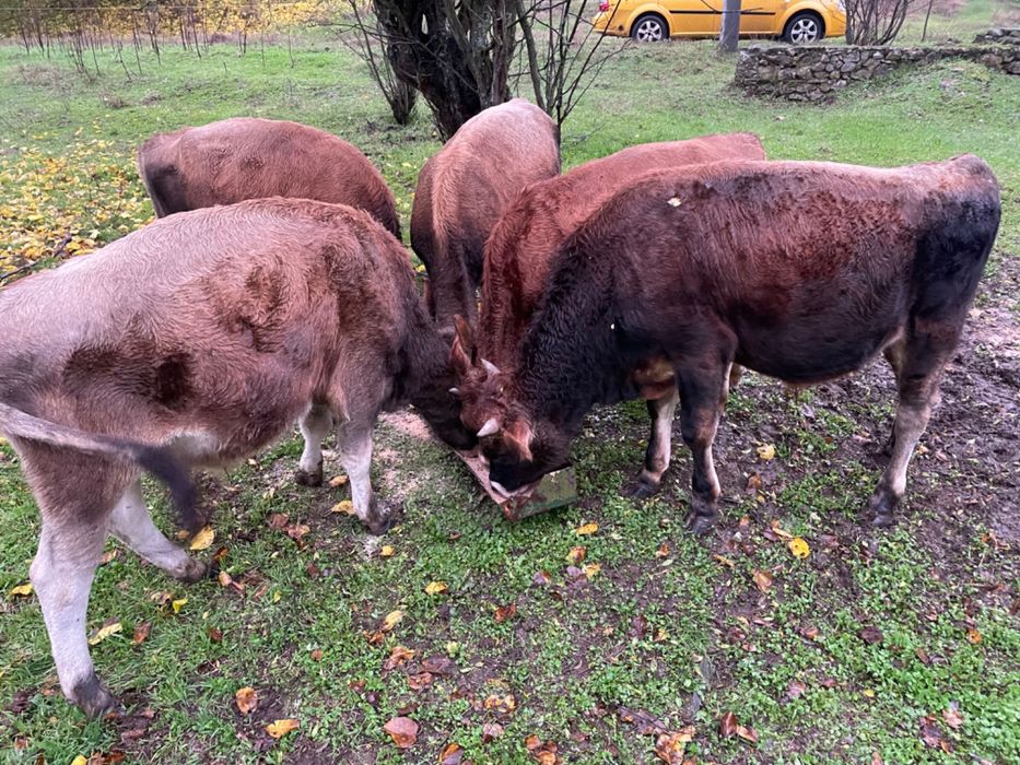 Продавам телета.