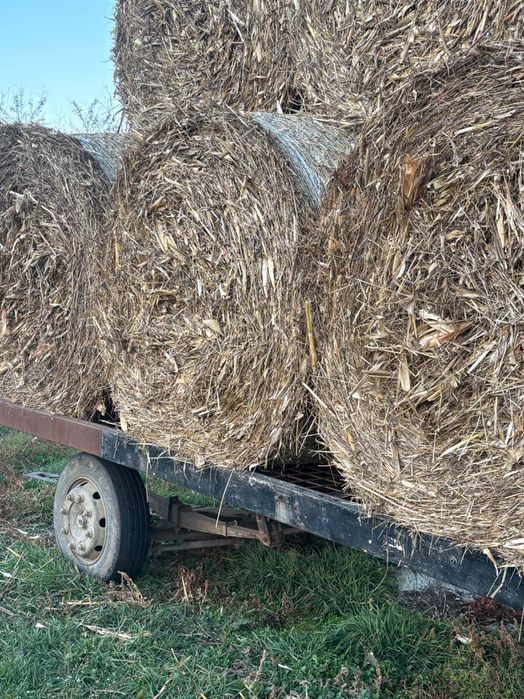 Vând baloți tocătură de porumb