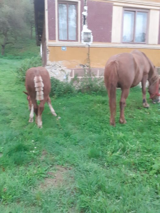 Vand mânz de 4 luni
