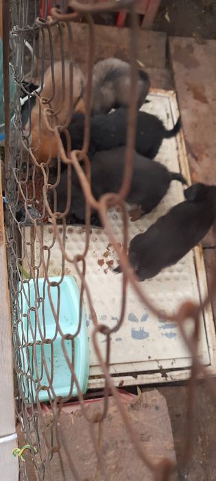 Donez cățeluși  de vârstă  3 luni rasa comuna ,talie medie