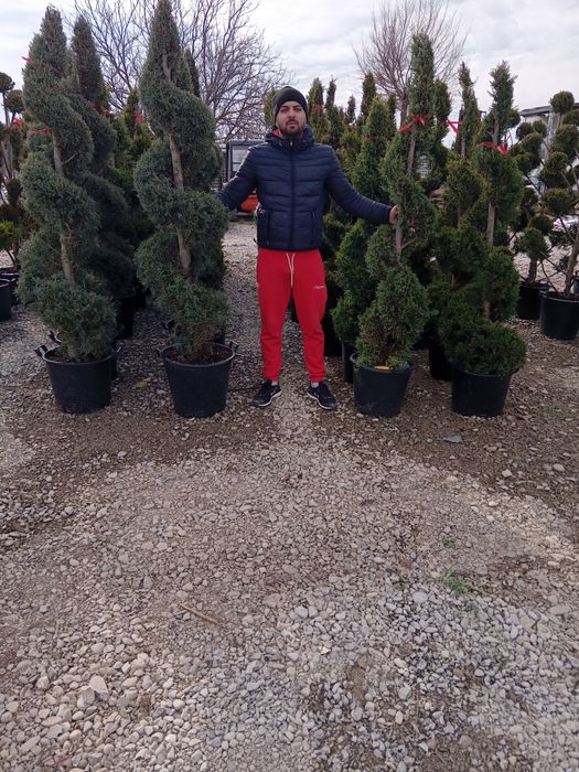 Leilandi pom pon spirale