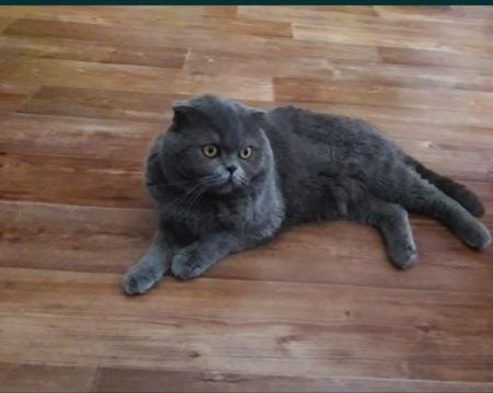 Вязка котика, опытный