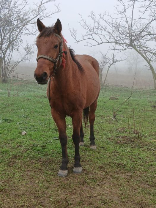 Iapa de vanzare in varsta de 3ani