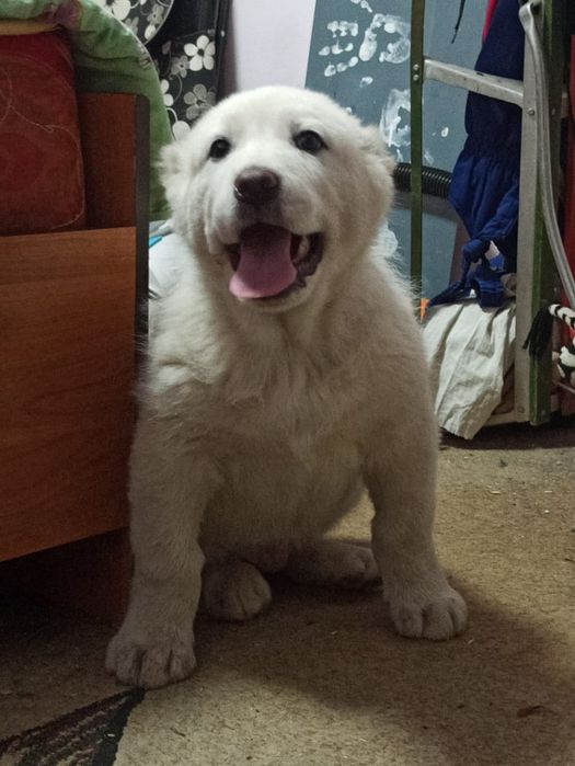 алабай волкодав среднеазиатская овчарка тяжи