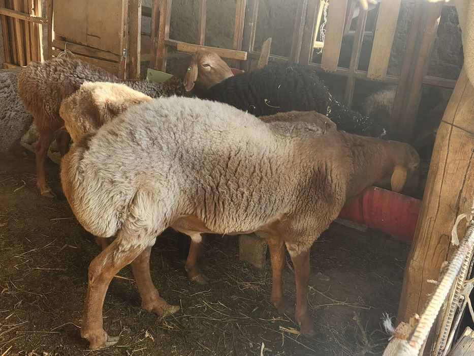 Qo'y sotiladi (Qo'chqor)