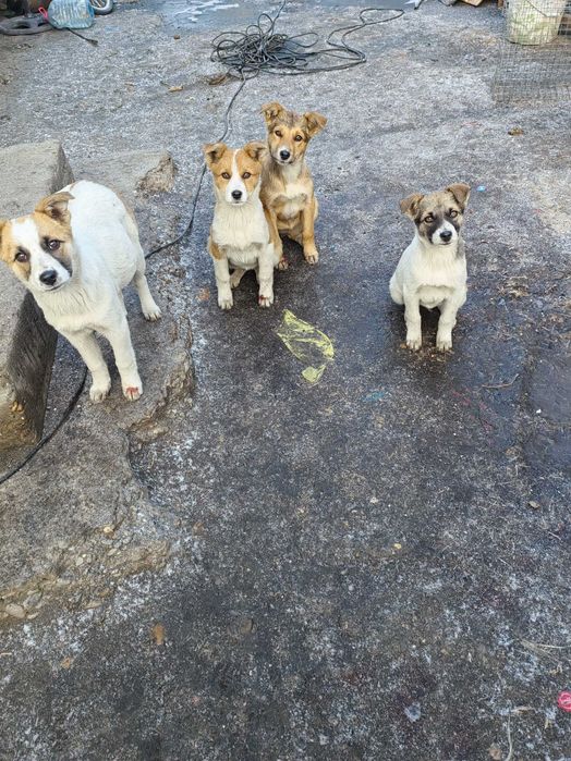 Отдам щенков девочки