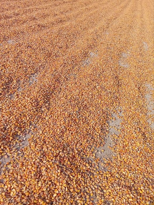 Makkajohori johori don Макка жохори кукуруз