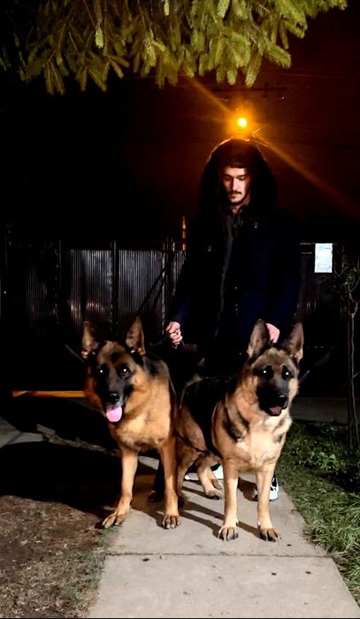 Fetiță ciobănesc german