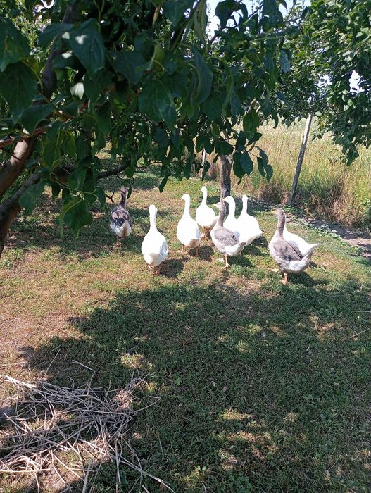 Gâște de carne din primăvară