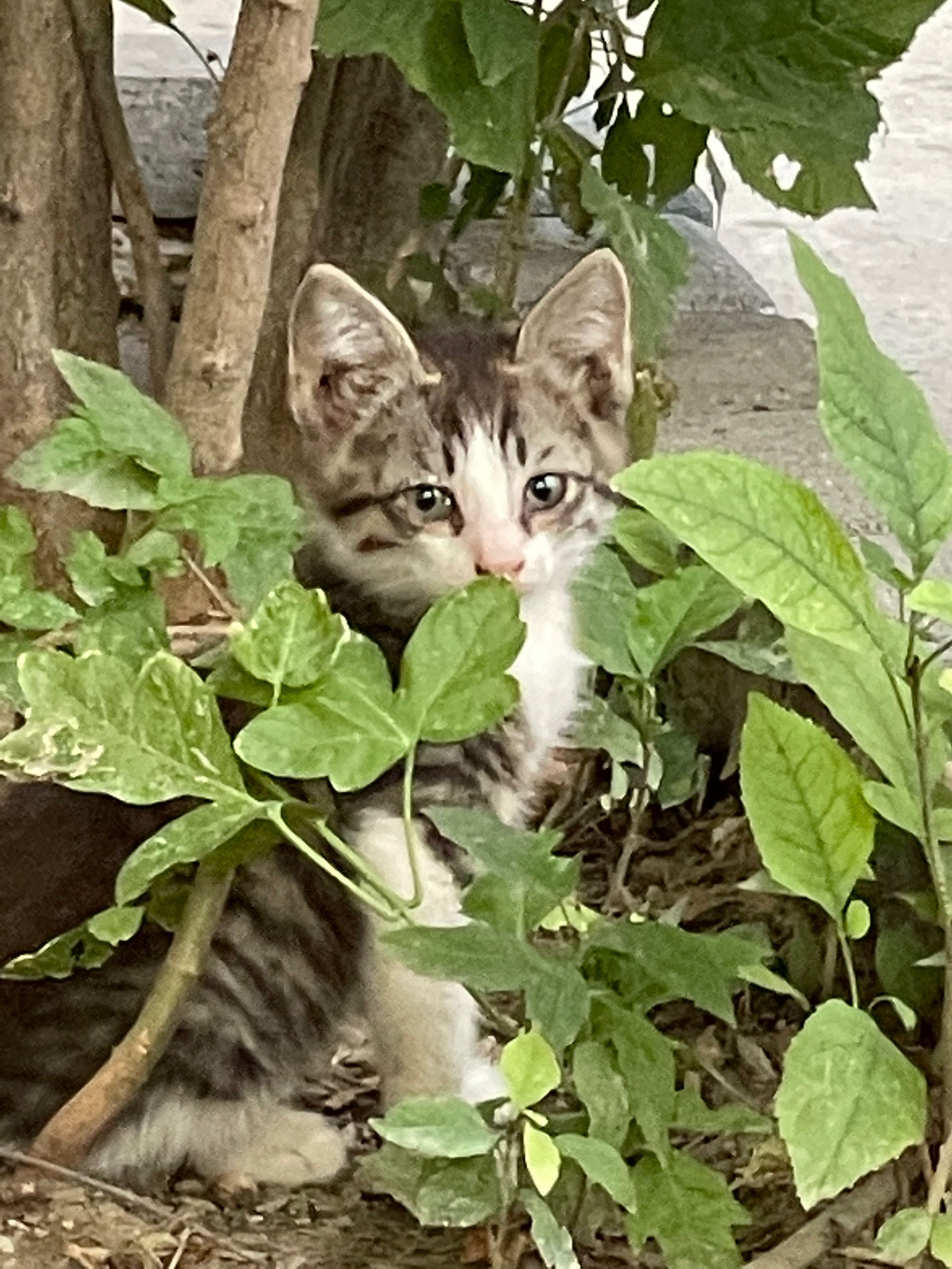 Котята. Отдам в хорошие руки