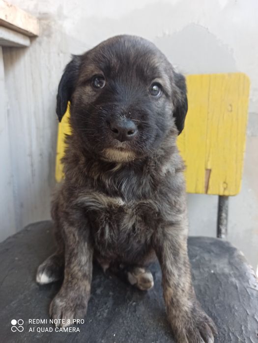 Щенки крупной породы домашние