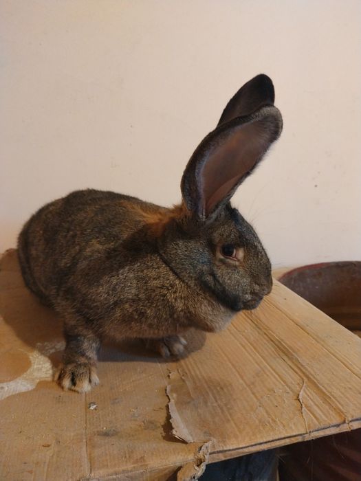 Vand femela de urias german in varsta de 7  luni.