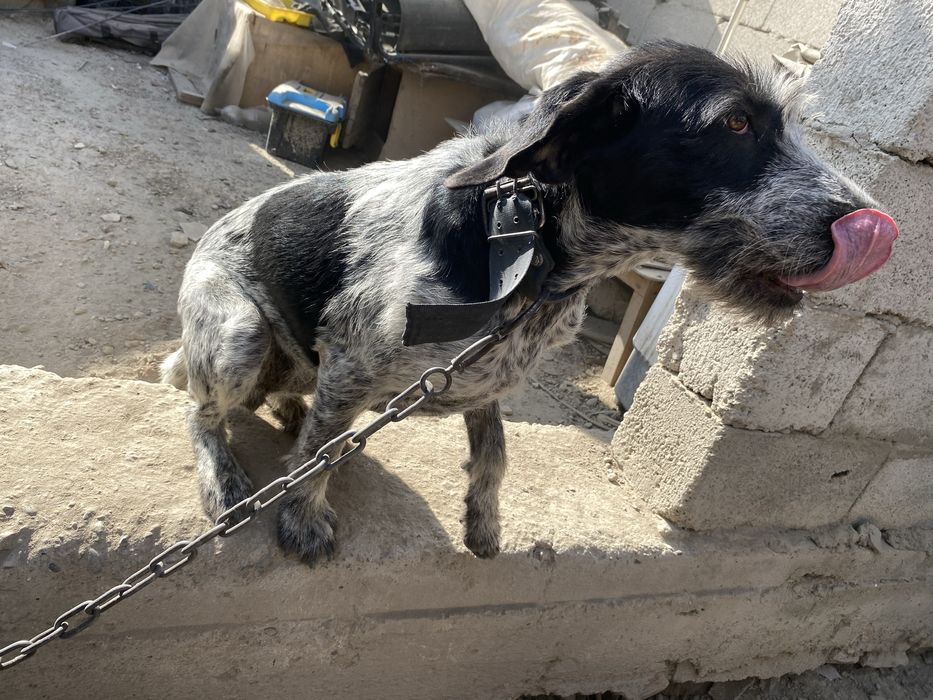 Прадаётса породистая охотничая собака