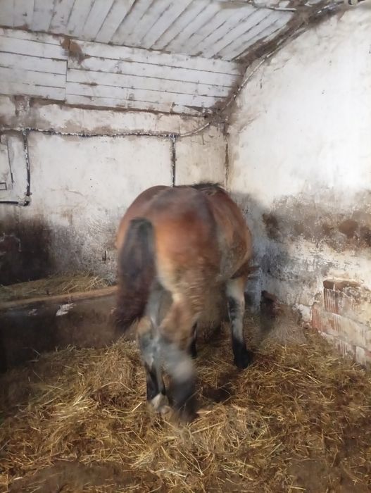 De vânzare iapă cu mînz