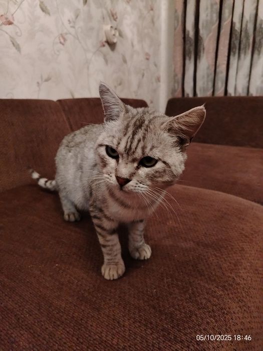 Шотландец кот красавец ищет дом и любящую семью.