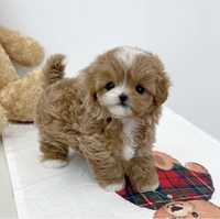 Maltipoo mini toy