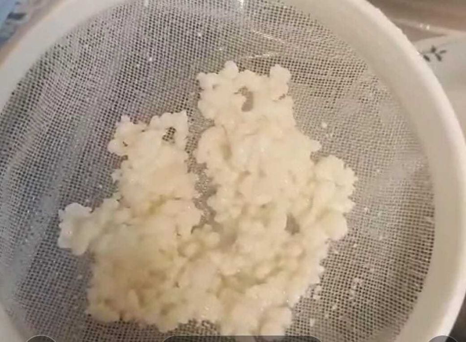 Ciuperca kefir lapte