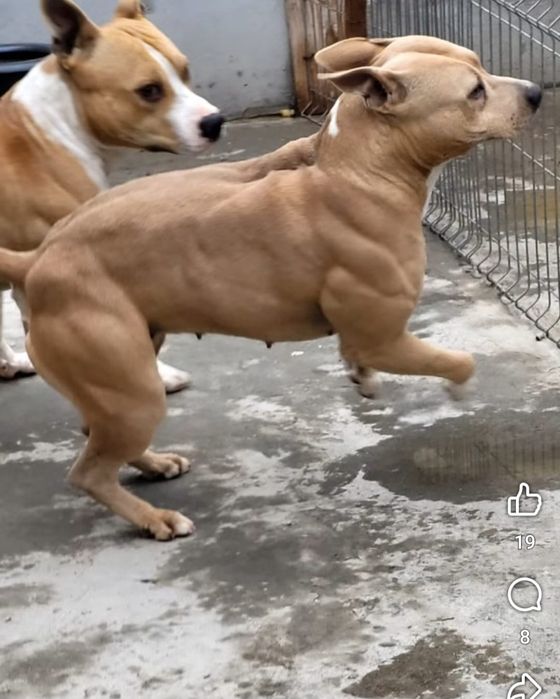 Amstaff cu pedigree