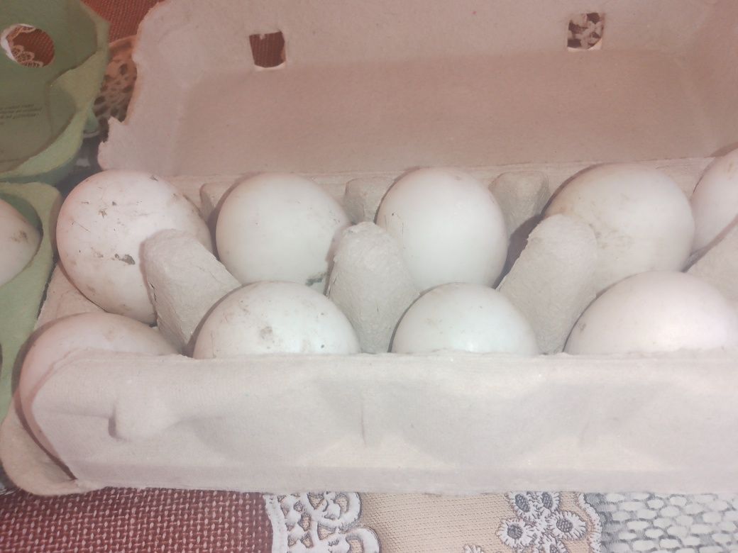 Ouă de rață măcănitoare