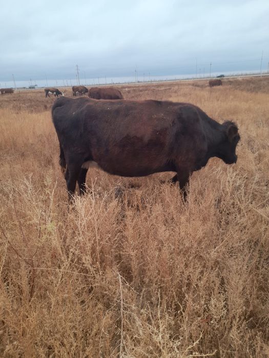 Сүтті Буаз сиыр сатылады