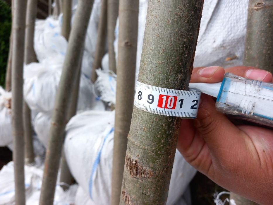 Mesteacăn cu coja alba tei mirositor platani