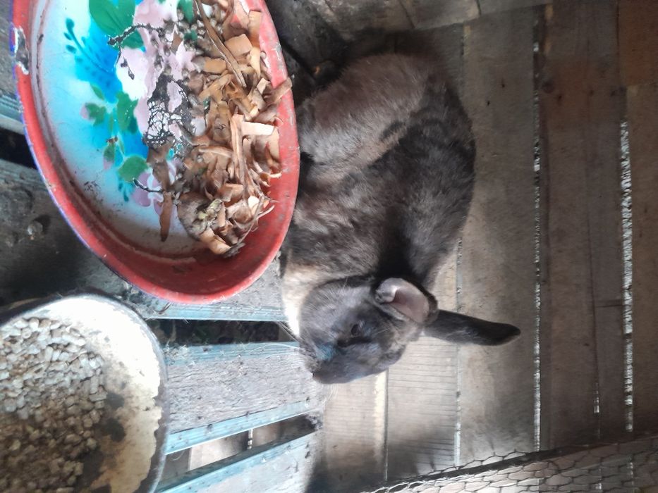 Срочно Продам кроликов