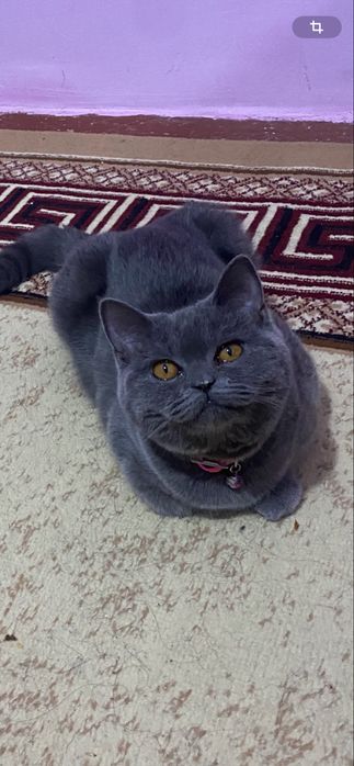 Киз мушук сотилади