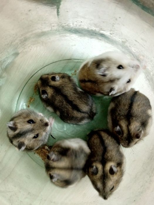 Продам хомячком маленьких
