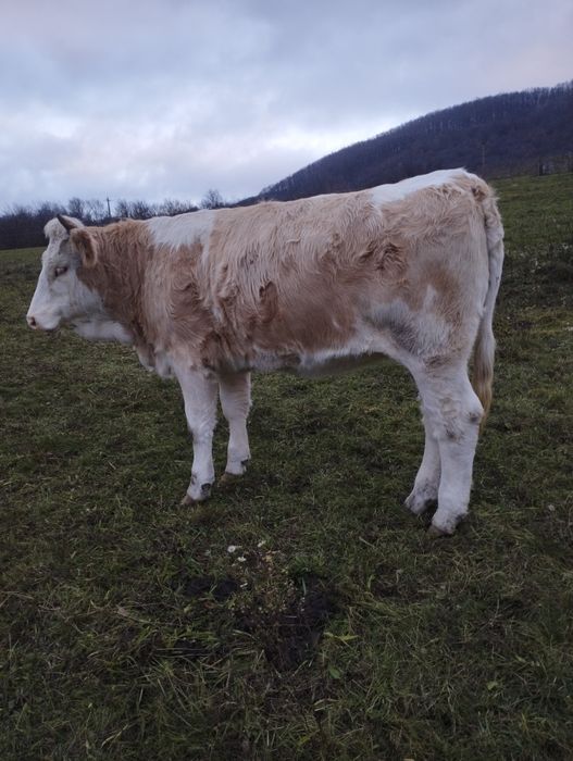 Vând juninci gestante