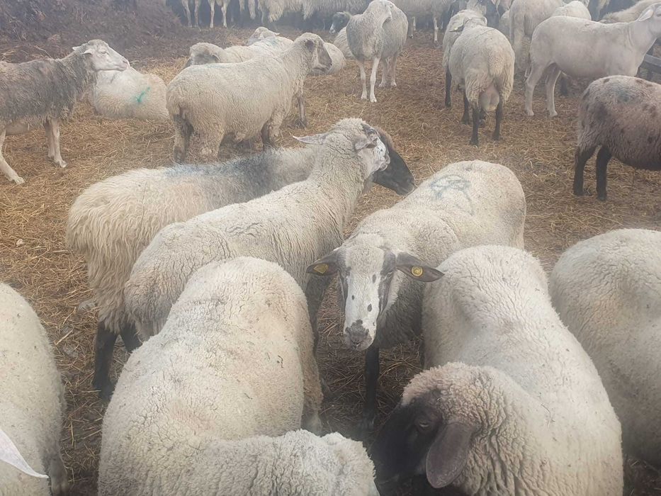 Vand 80 de oi de carne merinos, reforma