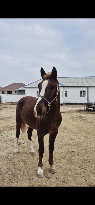 Сласка донен шгар